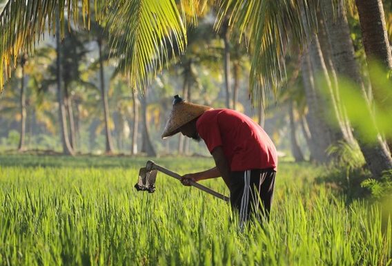 A Decade of Tragedy: Kaleidoscope of Agrarian Chaos and the Fate of Farmers
